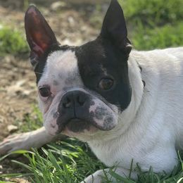 Boston Terriers and Pugs from Brenda's Puppies