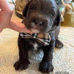 G-Red Boy - Chocolate male Goldendoodle puppy in Lewisville, Texas from Texas Goldendoodle Lovers