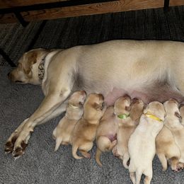 Labrador Retriever Puppies from Duck Pond Farm English Labradors