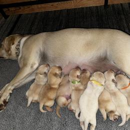 Labrador Retriever Puppies from Duck Pond Farm English Labradors