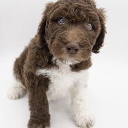 Assorted Doodle Crosses, Bernedoodle, Double Doodle, Goldendoodle, Labradoodle, and Whoodle Puppies from Our Little Farm Life Doodles