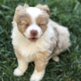 Miniature Australian Shepherd, Shih Tzu, and Toy Australian Shepherd Puppies from River Springs Aussies