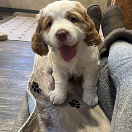 English Springer Spaniel Puppies from English Springer Spaniels at Lands Lodge