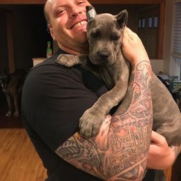 Cane Corso All Grown Up from Garmr Cane Corso