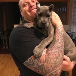 Cane Corso All Grown Up from Garmr Cane Corso