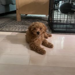 Australian Shepherd and Poodle Puppies from The Mason Farm