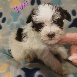 Tori - Parti female Miniature Schnauzer puppy in Midland, Texas from Shebbies Puppy Palace