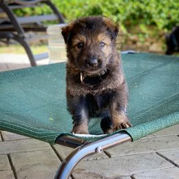 German Shepherd and White Shepherd Puppies from Scenic Creek German Shepherds