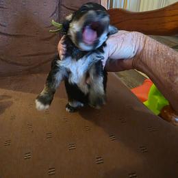 Lil Bubba - Phantom male Poodle puppy in Wittmann, Arizona from Marlees Puppies 1