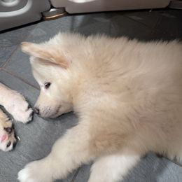 Snowball - White male Alaskan Malamute puppy in Sandy, Oregon from NORTH WINDS ALASKAN MALAMUTES