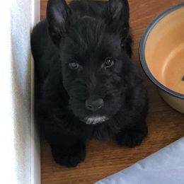 Scottish Terrier and Wirehaired Pointing Griffon Puppies from Defiant