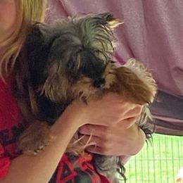 Carlee AKC full rights - Black and tan female Yorkshire Terrier puppy in Elizabethtown, Kentucky from Teeny Tiny Puppy Tails