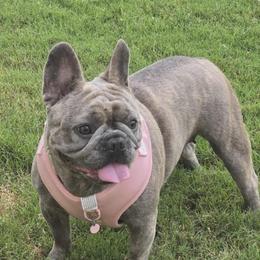 Chanel - French Bulldog