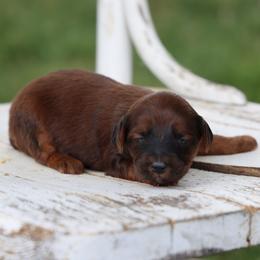 Poppy - Red female Whoodle puppy in West Bend, Iowa from Blue Skies Terriers