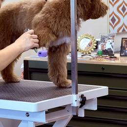 Bernedoodle and Goldendoodle Puppies from Paws 4 Doodles, LLC