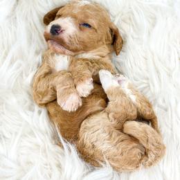 LIBERTY - Red  female Goldendoodle puppy in Davison, Michigan from Dreaming Doodles