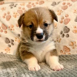 Sable boy 1 - Sable male Pembroke Welsh Corgi puppy in Rochester, Indiana from Stacy’s Pembroke Welsh Corgis