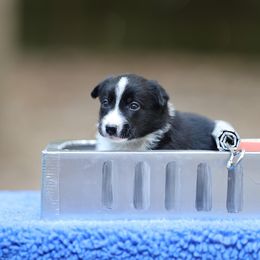 Flounder - Black Border Collie puppy in South Carolina from Blackbird Kennels