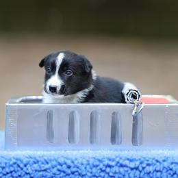 Flounder - Black Border Collie puppy in South Carolina from Blackbird Kennels