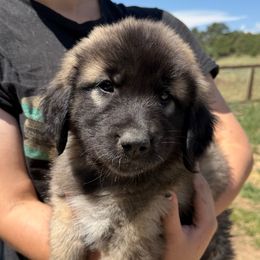 Urbane- yellow - Tan male Colorado Mountain Dog puppy in Cotopaxi, Colorado from Once Upon A Moose (OUM)