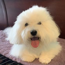 Benson - Coton de Tulear
