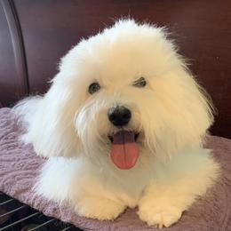 Benson - Coton de Tulear