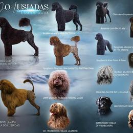 Portuguese Water Dog Puppies from Tanya Jones