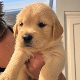 1 st pick female - Golden female Golden Retriever puppy in Fresno, California from Warwick’s Central California Goldens