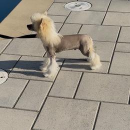 Chromeo - Slate male Chinese Crested puppy in Dublin, California from Show Style Chinese Cresteds