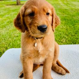 Nola - Dark golden female Golden Retriever puppy in Santa Ana, California from American Golden Retrievers