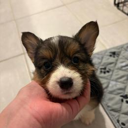 Sugar - Black and tan female American Corgi puppy in Register, Florida from Southern Georgia Corgi Loafs