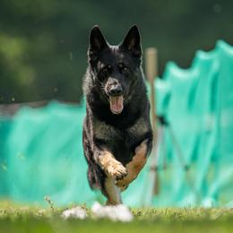 Kane - German Shepherd
