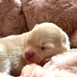 Orion - Lavender male Pomsky puppy in Perkins, Oklahoma from A-Dream Pomsky Kennel