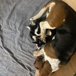 Basset Hound All Grown Up from Beckstrom’s Family Bassets