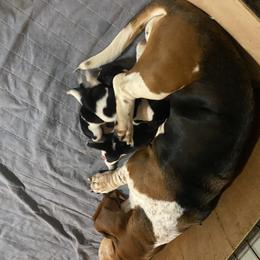 Basset Hound All Grown Up from Beckstrom’s Family Bassets