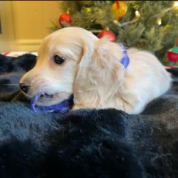 Purple ribbon boy - Cream male Dachshund puppy in Lenoir, North Carolina from Dackel Land Dachshunds