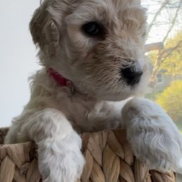 Poodle Puppies from Cheerful Poodles