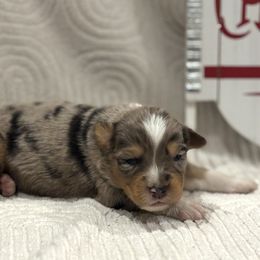 Dean - Blue merle male Australian Shepherd puppy in Uvalda, Georgia from Happy Ours Australian Shepherds