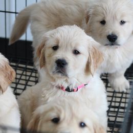 Golden Retriever Puppies from OPK GOLDENS