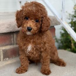 Timon - Red  male Poodle puppy in Belleville, New Jersey from TK Poodles