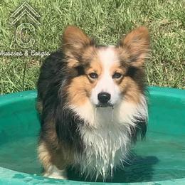 Corbi  - American Corgi