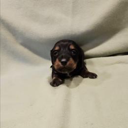 Kurtis - Black and tan male Dachshund puppy in Tower City, Pennsylvania from Stoney Mountain Mini Doxies