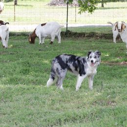 Border Collie Puppies from M and J Farm