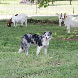 Border Collie Puppies from M and J Farm