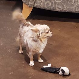 Aria - Chihuahua