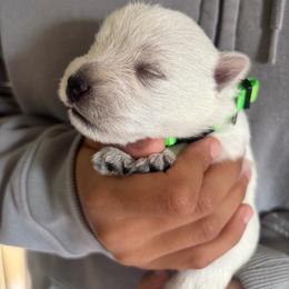 Rikki - White female West Highland White Terrier puppy in Independence, Iowa from EClair's Havanese