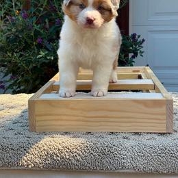 RMF - Red merle female Australian Shepherd puppy in Lakeside, Montana from Saddle Peak Aussies