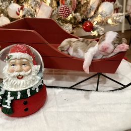 Australian Shepherd Puppies from Aussome Okie Aussies