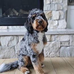 Gretta - Bernedoodle