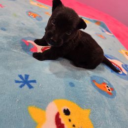 Edward boy 2 black Red Binde - Wheaten male Scottish Terrier puppy in Mount Vernon, Washington from Scottish Terrier Sandra T